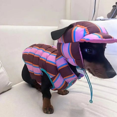 Winter Warm Dog Cotton Vest Coat Jacket For Small Medium Puppy Dogs Rainbow Stripe Vest Jacket Coat Rainbow Vest, Pet Outfits, Dog Sewing, Dachshund Clothes, Dog Brand, Dog Outfits, Pet Things, Clothes Brand, Christmas Pet