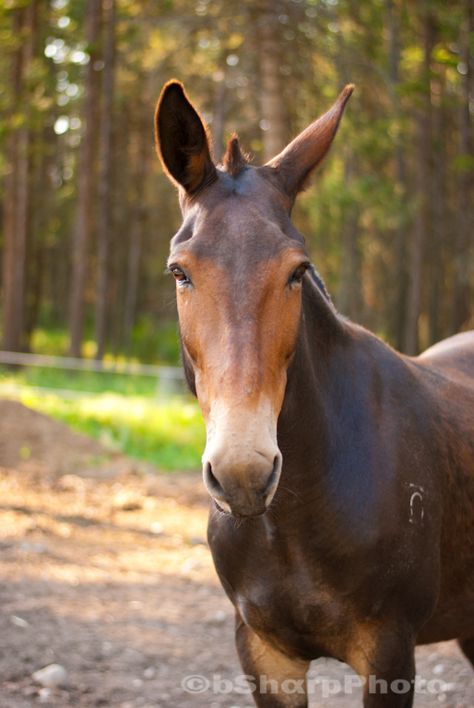 A mule that didn't mind getting his picture taken. I don't know if it's their temperament or their gait but I hear that mules can be more enjoyable to ride than horses. Just something to think about if you looking for a new ride. www.bSharpPhoto.com Draft Mule, Mules Animal, Horses And Dogs, All The Pretty Horses, Horse Equestrian, Draft Horses, Pretty Horses, Horse Love, Horse Breeds