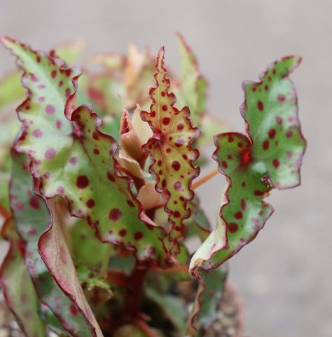 Begonia Thurstonii, Begonia Darthvaderiana, Begonia Amphioxus, Begonia Chlorosticta, Fiji Island, Begonia Brevirimosa, Begonia Maculata Wightii, Plant Wishlist, Scientific Name