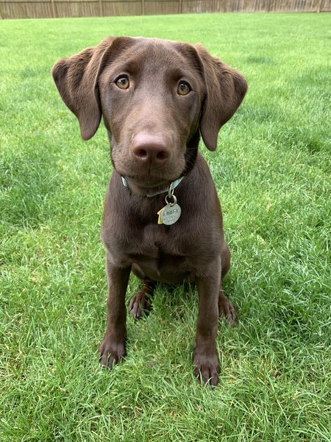 Chocolate Lab Puppy, Chocolate Lab Puppies, Lab Puppy, Black Labs, Lab Puppies, Chocolate Lab, Animals And Pets, Labrador Retriever, Labrador