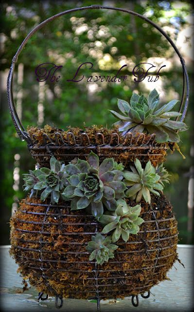 You could use floral pins on succulents in place outside of a wire basket filled with coconut fibers in order to create an "inside out" planter Succulent Basket, Hen And Chicks, Succulent Planters, Succulent Gardening, Basket Planters, Succulents In Containers, Garden Containers, Wire Basket, Hens And Chicks