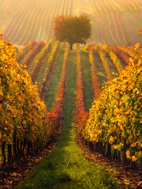 Moravian vineyards. Photographer Pawel Uchorczak #photography #art #nikon #inspiration #landscape #vineyards #moravia #autumncolours Motivation Books, Cambridge Student, Tuscany Vineyard, Vineyard Photography, Vineyard Art, Productivity Motivation, Student Tips, Scenery Photography, Uni Life