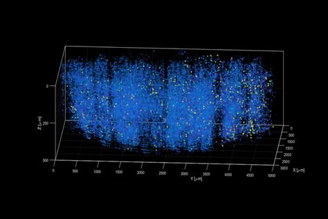 Neural Connections, Brain Activities, The Veil, Human Being, Neuroscience, A Mouse, 1 Million, Scientists, Real Time