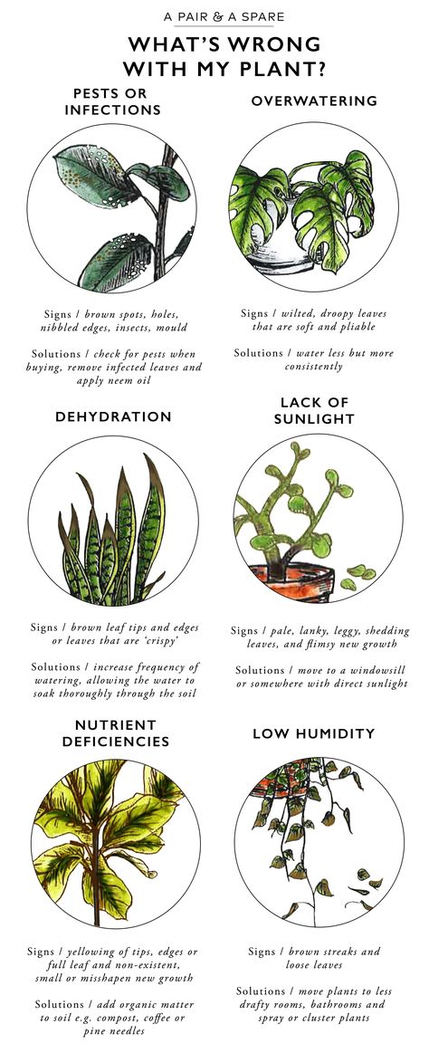 Different Types Of Plants, Kaktus Dan Sukulen, نباتات منزلية, Plant Pests, My Plant, Plant Problems, Have Inspiration, Vegetable Gardening, Plant Mom