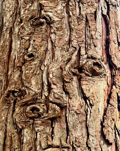 What do you see in this tree bark? #texture #abstract #cedar #knots #treebark #ildegramspt Watercolor Tree Bark, Tree Bark Drawing, Bark Drawing, Microhome Competition, Tree Bark Art, Maple Tree Bark, Tree Eyes, Tree Clay, Tree Texture