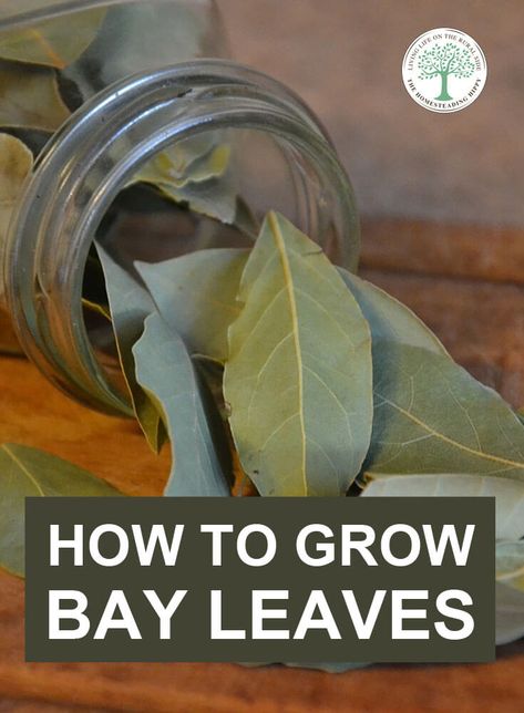 Dried Bay Leaves, Bay Laurel, Tomato Nutrition, Lemon Benefits, Coconut Health Benefits, Benefits Of Coconut Oil, Bay Leaves, Healing Herbs, Health Info