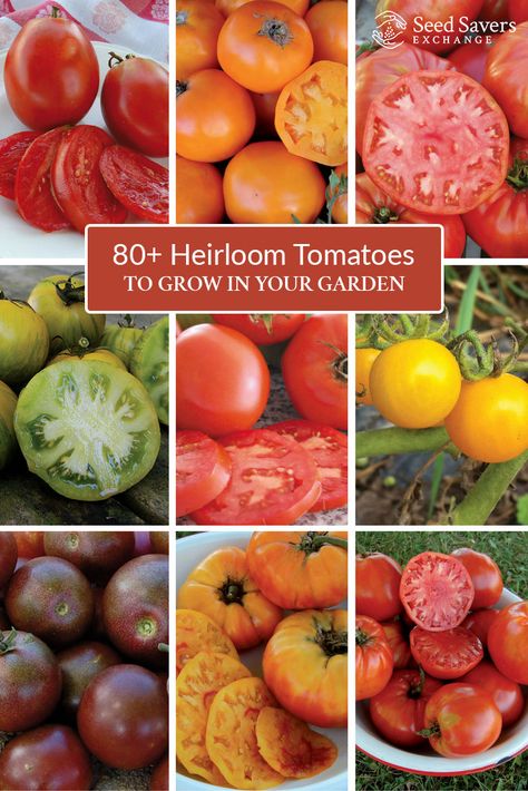 Interested in growing heirloom tomatoes? Search over 80 varieties and find the right kinds for your garden. http://www.seedsavers.org/category/tomato Growing Heirloom Tomatoes, Pruning Tomatoes, Tanaman Tomat, Heirloom Tomatoes Varieties, Best Tasting Tomatoes, Growing Tomato, Tomatoes Growing, Growing Tomatoes Indoors, Tips For Growing Tomatoes