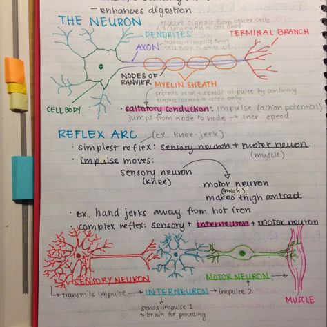 Neurons and dendrites! We talked about them in Professor Russ's class! Human Nervous System, Mcat Study, Psychology Notes, Medical Student Study, Biology Lessons, Nursing School Studying, Nursing School Notes, Medical School Studying, Science Notes