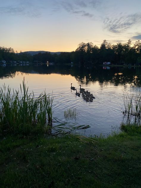 Pretty Lake, Pond Aesthetic, Pond Reference Photo, Pond With Ducks, Ducks In Pond, Duck In Pond, Ducks In A Pond, Sunset Lake Aesthetic, Sunset On A Lake