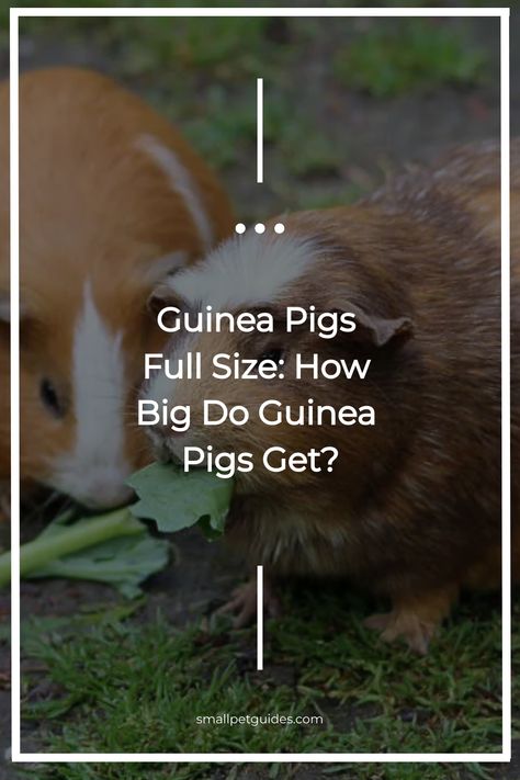 With 13 different breeds, it should come as no surprise that guinea pigs at their full size vary. Learn how big guinea pigs get in this guide. Female Guinea Pigs, Pig Facts, Guinea Pig Breeding, Male Vs Female, Pigs Eating, Baby Guinea Pigs, Rabbit Breeds, Rabbit Eating, Gentle Giant