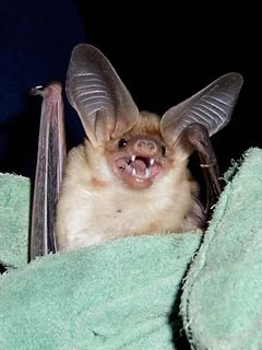 Bat Species, Hanging Upside Down, Fruit Bat, Baby Bats, Cute Bat, Vampire Bat, Little Critter, Bat Wings, Upside Down