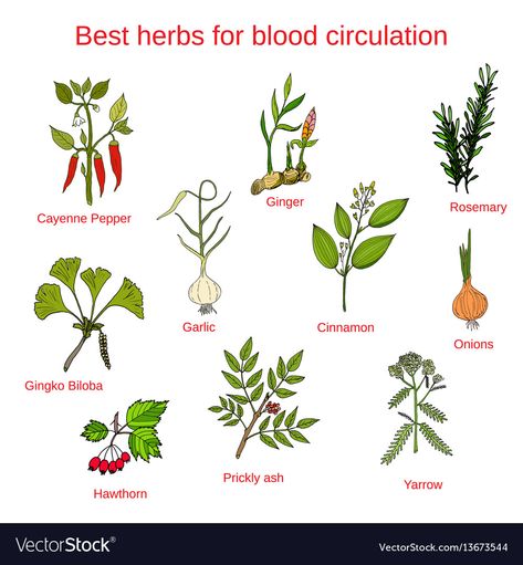 Blood Circulation Remedies, Home Remedies For Spiders, Medical Herbs, Poor Circulation, Dry Ginger, Natural Healing Remedies, Herbal Healing, Home Health Remedies, Herbal Magic