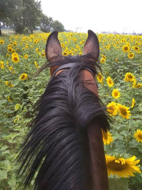 Head Back View, Horse Sunflower, Horse Riding Aesthetic, Horse Ears, Horse Wallpaper, Horse Aesthetic, Horse Animal, Most Beautiful Horses, Cute Horses