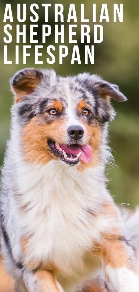 Australian Shepherd Lifespan Australian Shepard Haircut Styles, Australian Shepherd Haircut Styles, Australian Shepherd Grooming Styles, Shepard Dog Breeds, Grooming Australian Shepherd, Teacup Australian Shepherd, Australian Shepherd Training, Dog Breeds Chart, Mini Australian Shepherd