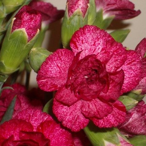 Pressing carnations can help preserve a special memory. How To Make Greetings, Preserve Flowers, Pressing Flowers, Carnation Flower, Special Flowers, Dorm Ideas, Create Diy, Dried Flower Arrangements, Paper Lanterns