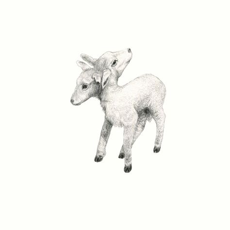 2 Headed Animal Drawing, Realistic Lamb Tattoo, Two Headed Lamb Drawing, 2 Headed Lamb Tattoo, Two Headed Sheep Tattoo, Lamb Sketch Drawing, Double Headed Animal Tattoo, Two Headed Bunny Tattoo, Two Headed Goat Tattoo