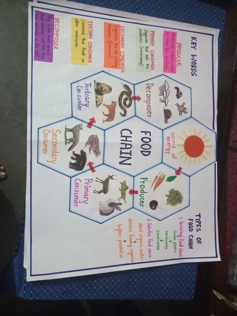 Teaching food chain to  children Food Chain Chart, Food Web Poster Project, Food Chain Science Project, Chain Of Infection Poster, Food Chain Project For Kids, Food Chain Drawing, Food Chains Anchor Chart, Food Chain Project, Food Webs Projects