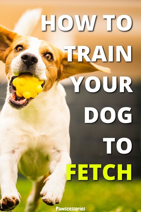 Training your pup to fetch but struggling or just don’t know how? Here are 6 easy steps on how to teach a dog to fetch a toy! It includes a video guide as well to give you a mix of written and visual support! Dog Crate Training, Crate Training Dog, About Brain, Dog Training Books, Brain Stimulation, Dog Obedience Training, Dog Tricks, Dog Brain, Smart Dog