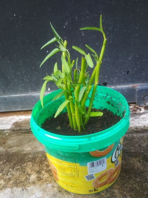 Tanaman kangkung sisa dapur media tanah #tanaman #kangkung #tanamankangkung Media, Plants, Quick Saves