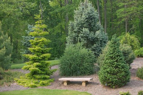 Woodland Landscaping, Picea Orientalis, Conifers Garden, Garden Island, Evergreen Garden, Privacy Landscaping, Woodland Garden, Evergreen Trees, Inground Pools