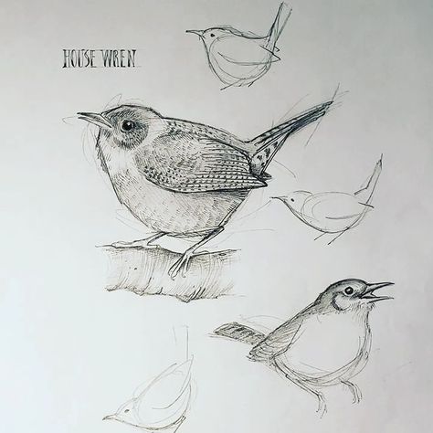 House Wren, Wren Bird, Online Art Courses, Bird Drawing, Texture Drawing, Bird Coloring Pages, Drawing Sketchbook, Art Courses, Nature Journal