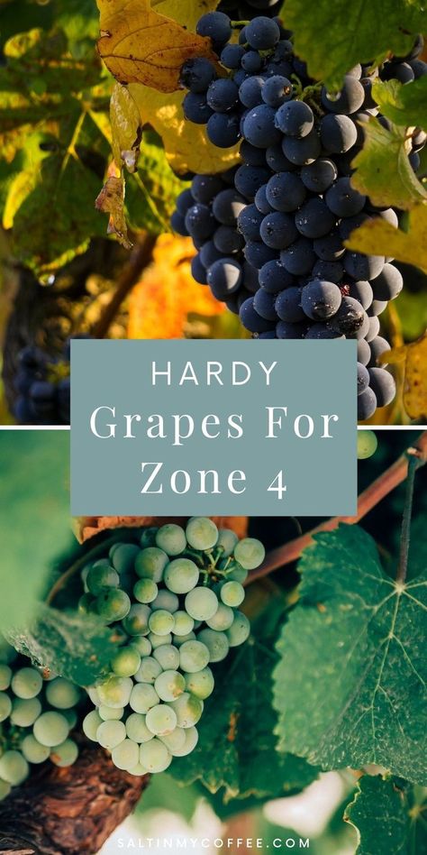 Montana Garden, Growing Wine Grapes, Concord Grapes, Wine Grape, Making Wine, Grape Varieties, Fruit Bushes, Homesteading Ideas, Wine Grapes