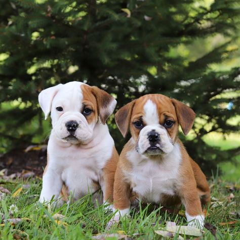 We can't handle the cuteness of these 2 Beabull Besties💞 Tap the link below to find out more! https://www.mypupcentral.com/breeds/beabull-puppies #beabullcuteness #beabull #beabullpuppies #beabulllife #beabullsofinstagram #beaglemix #beabullgroup #beabullpuppy #beabulls #cutenessoverload #puppies #dogs #pets #reputablebreeders #cutepuppies #puppy #dog #mypupcentral #animals #fyp #puppiesofig #familypets #puppyoftheday #playfulpuppy #doglife #cutestpuppies Beabull Puppies, Beagle Mix, Puppy Dog, Cuteness Overload, Dog Life, Cute Puppies, Tap, How To Find Out, Puppies