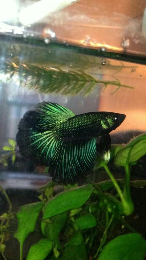 BF Cool Fish Tank Decorations, Green Scales, Betta Fish Types, Fish Tank Terrarium, Cool Fish Tanks, Fish Tank Design, Betta Aquarium, Pretty Fish, Betta Fish Care