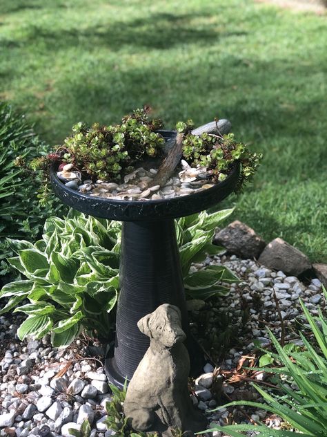 Front Yard Bird Bath, Bird Bath With Rocks, Bird Bath Landscaping, Bird Bath Ideas Landscaping, Bird Bath Garden Ideas, Garden With Bird Bath, Birdbath Landscaping, Birdbath Diy, Birdbath Ideas