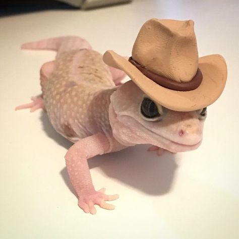 ♡ on Twitter: "… " Lizard Cute, Leopard Gecko Cute, Cute Lizards, Colorful Lizards, Cute Gecko, Cute Lizard, Leopard Geckos, Cute Reptiles, Reptiles Pet