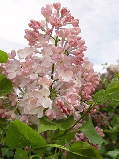 Amazon.com: Syringa X hya. 'Maiden's Blush' (Lilac) Shrub, light pink flowers, #3 - Size Container : Clothing, Shoes & Jewelry Lilac Shrub, Container Patio, Lilac Scent, Box Wood Shrub, Partial Shade Plants, Lilac Bushes, Lilac Tree, Light Pink Flowers, Romantic Lighting