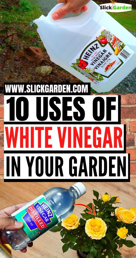 Uses For White Vinegar, White Vinegar Cleaning, Scandinavian Coastal, Garden Remedies, Vinegar Uses, Vegetable Garden Diy, Gardening Hacks, Coastal Boho, Vinegar Cleaning