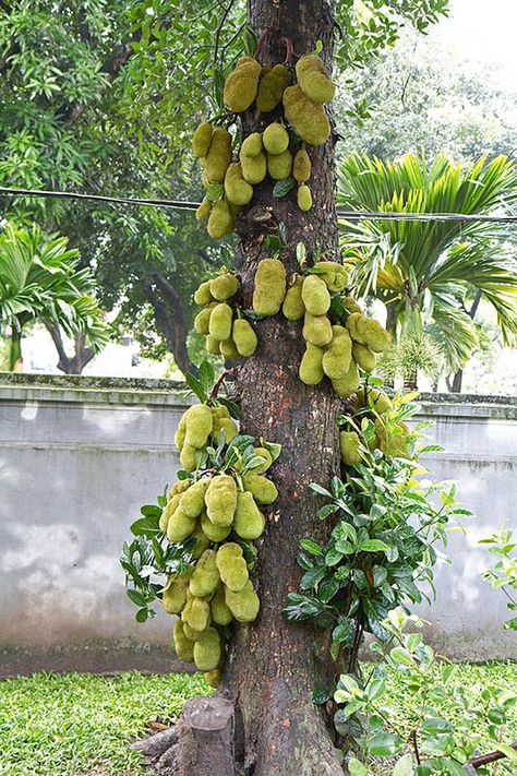 Related image Grow Jackfruit, Jack Fruit Tree, Jackfruit Tree, Birds For Kids, Jack Fruit, Beautiful Vietnam, Great King, Tree Images, Flower Rangoli