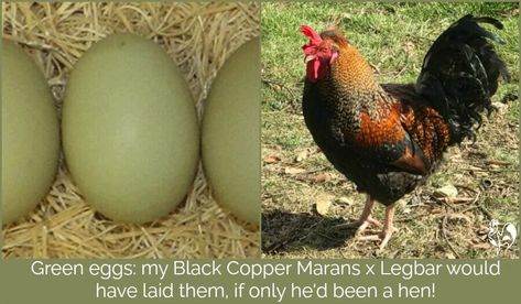 Starlight Green Egger Chicken, Chicken Egg Colors, Olive Egger, Cream Eggs, Emu Egg, Layer Chicken, Growing Garden, Eggs For Sale, Colored Eggs