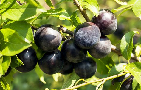 Black Splendor, Plums Fruit, Plum Varieties, Black Plums, Plum Fruit, Mahogany Color, Fruit Tree, Stone Fruit, Fruit Trees