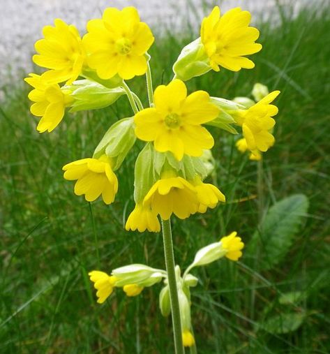 Primula Veris, Bulb Plants, Primula Auricula, Wild Foraging, Garden Tattoos, Mini Gardens, Flowers Wild, Perennial Border, Poisonous Plants