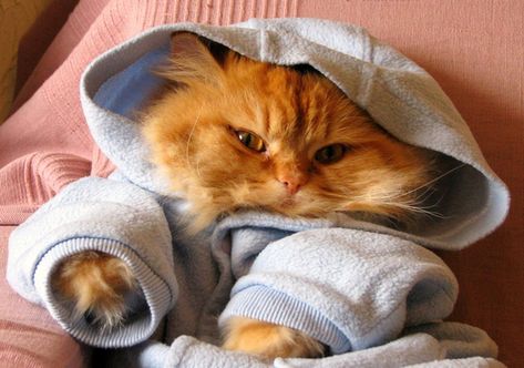 Cats In Hoodies Cat Dressed Up, Funny Kittens, Beautiful Kittens, Cat Fashion, Kittens Funny, Funny Cat Memes, Funny Cat Pictures, Cute Cats And Kittens, Cute Kittens