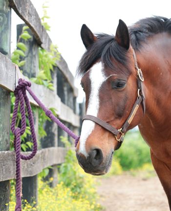 Tie a Quick-Release Knot Quick Release Knot, Horse Barn Ideas, Horse And Human, Equine Therapy, Rope Halter, Horse Info, Care Management, Horse Tips, Horses Riding