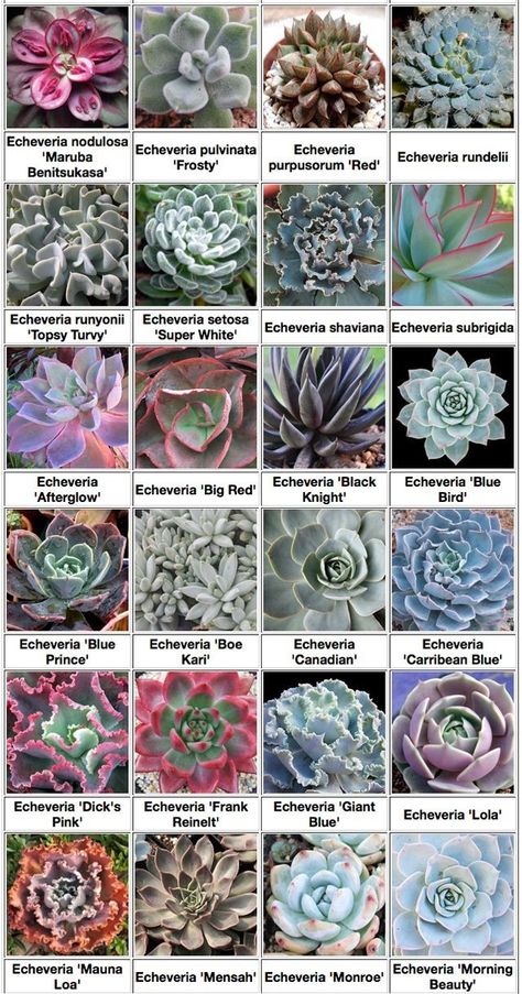 Easy Garden Projects, Aesthetic Crazy, Plant Decoration Ideas, Suculent Plants, Different Types Of Succulents, Succulent Names, Types Of Succulents Plants, Decorations Items, Succulent Garden Landscape