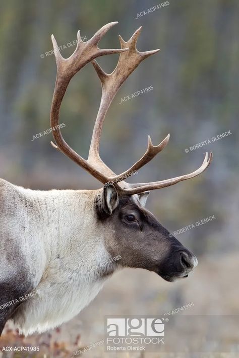 Mountain woodland caribou, Rangifer tarandus caribou, bull, Muncho Lake Provincial Park, Stock Photo, Picture And Rights Managed Image. Pic. ACX-ACP41985 | age fotostock Caribou Antlers, Woodland Caribou, Caribou Hunting, Moose Deer, Wild Animals Photography, Animal Study, Horses And Dogs, Winter Animals, Crocodiles