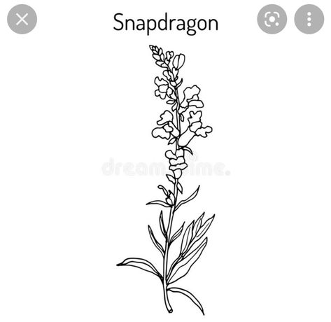 Snap Dragon, Dragon Drawing, Simplistic Tattoos, Get A Tattoo, Dragon Art, Dragon Tattoo, Vector Art, Stock Illustration, Vector Images