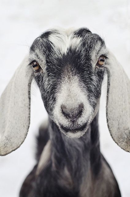 Animals Wallpaper Aesthetic, Goat Photos, Goats Cute, Cute Animals Wallpaper, Wallpaper Aesthetic Nature, Goat Pictures, G.o.a.t Wallpaper, Cumberland Maryland, Goat Picture