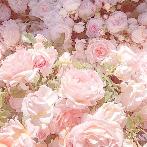 Dahliacore Aesthetic, Pink Objects Aesthetic, Pink Garden Aesthetic, Pink Rose Icon, Aesthetic Pink Princess, Pink Cottagecore Aesthetic, Pink Floral Aesthetic, Innocent Aesthetic, Cottagecore Embroidery