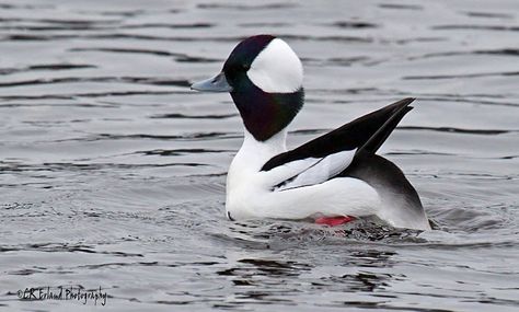 Bufflehead male Bufflehead Duck, Duck Mount, Canadian Animals, Ducks Unlimited, Majestic Creatures, Canvas Paint, Duck Hunting, Animal Photos, Birds Of Prey