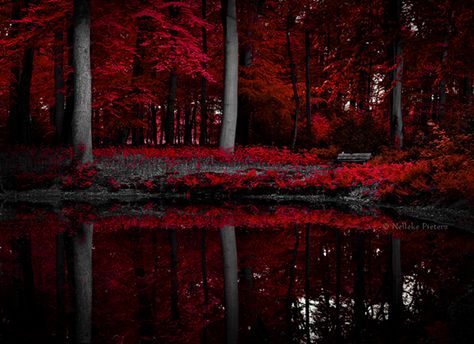 Red Trees, Red Spider Lily, Red Lake, Forest Background, Fantasy Forest, The Dark World, Red Tree, Beautiful Dark Art, Forest Art