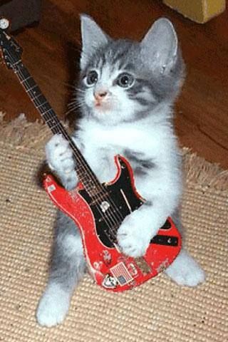 guitar playing kitty A Black, Guitar, Gif, Red, White, Black