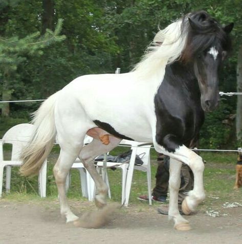 Horses Mating Equestrian, Como Plantar Pitaya, Horse Coat Colors, Strongest Animal, Icelandic Horses, Icelandic Horse, Mini Horse, Most Beautiful Horses, All About Horses