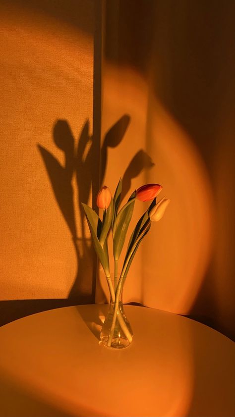 tulip sunset Tulips With Sunset, Red Tulips Aesthetic Wallpaper, Tulip Wallpaper, Roses And Tulips, Sunset Flowers, Jelly Wallpaper, Fancy Flowers, Orange Tulips, Vintage Flowers Wallpaper