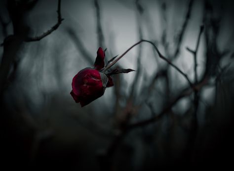 Wilted Rose Aesthetic, Wilting Flowers Aesthetic, Creepy Writing, Derniere Danse, Corroded Coffin, Wilted Rose, Rose Rot, Rose Thorns, Rose Aesthetic