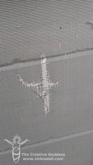 Frugal and Funky Window Screen Repair Window Screen Ideas, Screen Repair Diy, Diy Fly Screen Window, How To Take Out A Window Screen, Replacing Screens In Windows, Fly Screen Windows, How To Replace Window Screens, Lace Window Screen, Window Screen Crafts